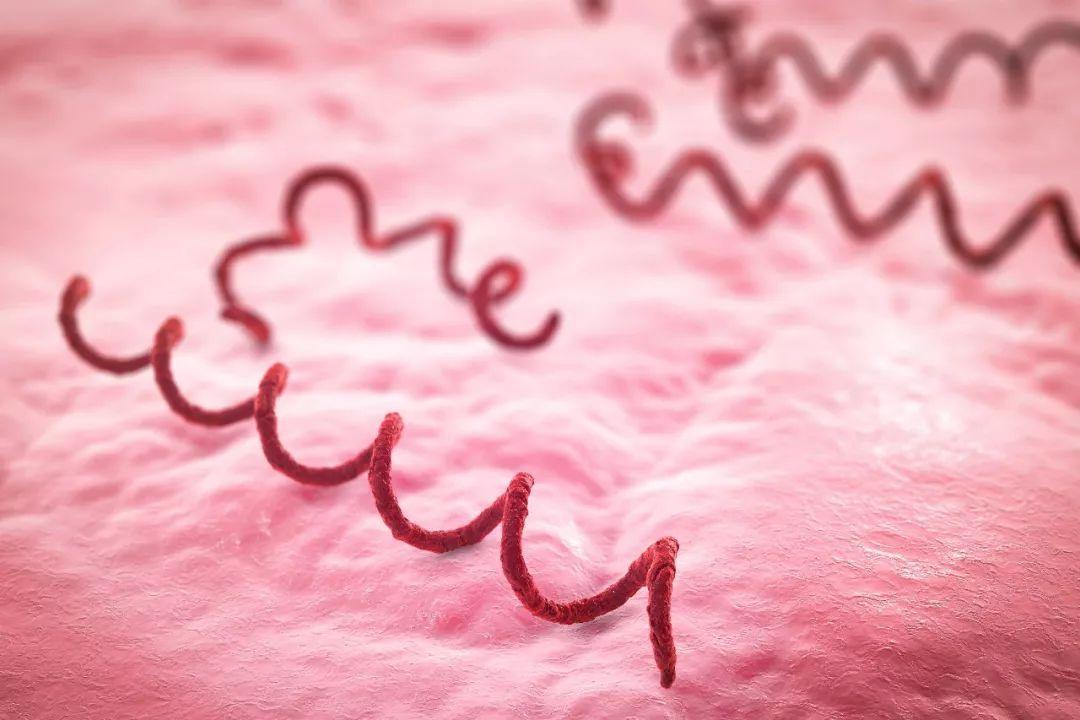 得了梅毒会有什么症状,得了梅毒会有哪些症状