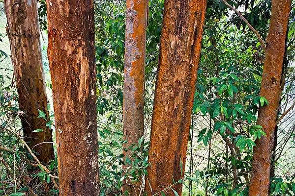 乌干达现状：被誉为非洲明珠，女性迷恋生育，男人一夫多妻