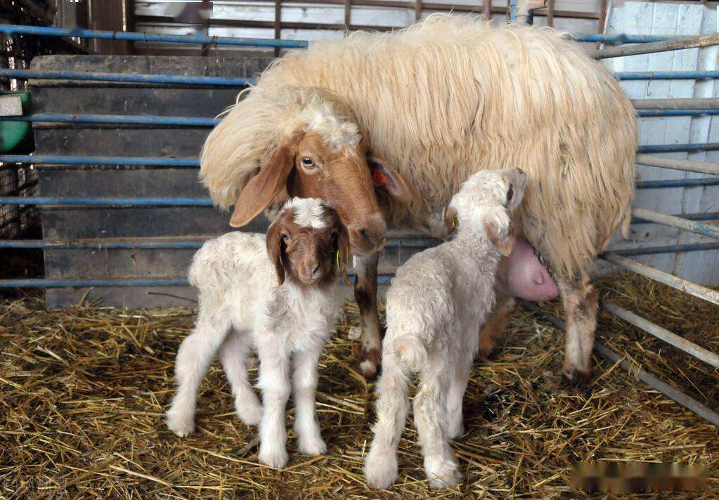 买头产母羊注意事项,入手养羊公羊和母羊要分开买吗