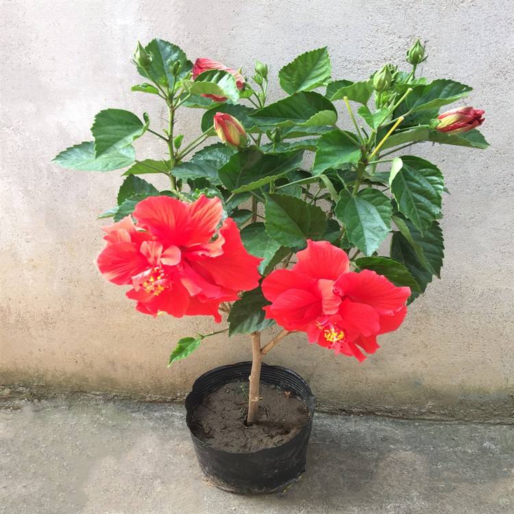 五种花不宜送人,哪些花养在家里不吉利