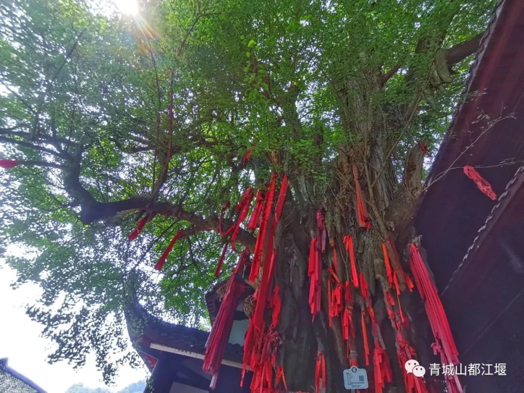 都江堰熊猫谷里的国宝,都江堰市大熊猫国家公园