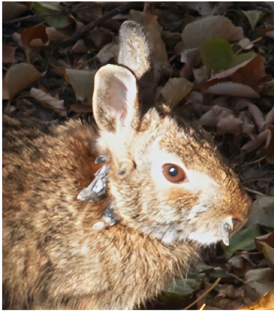 你知道兔子相关的知识吗,兔子真的懂人话吗