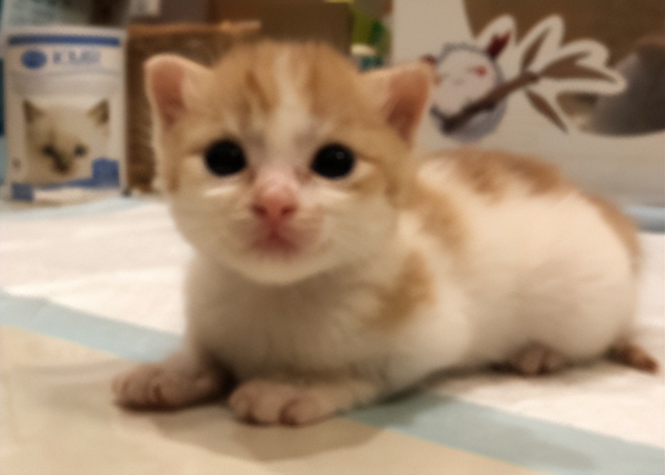 宝宝吃了奶粉有点便血是什么原因,小奶猫换奶粉后拉稀怎么办