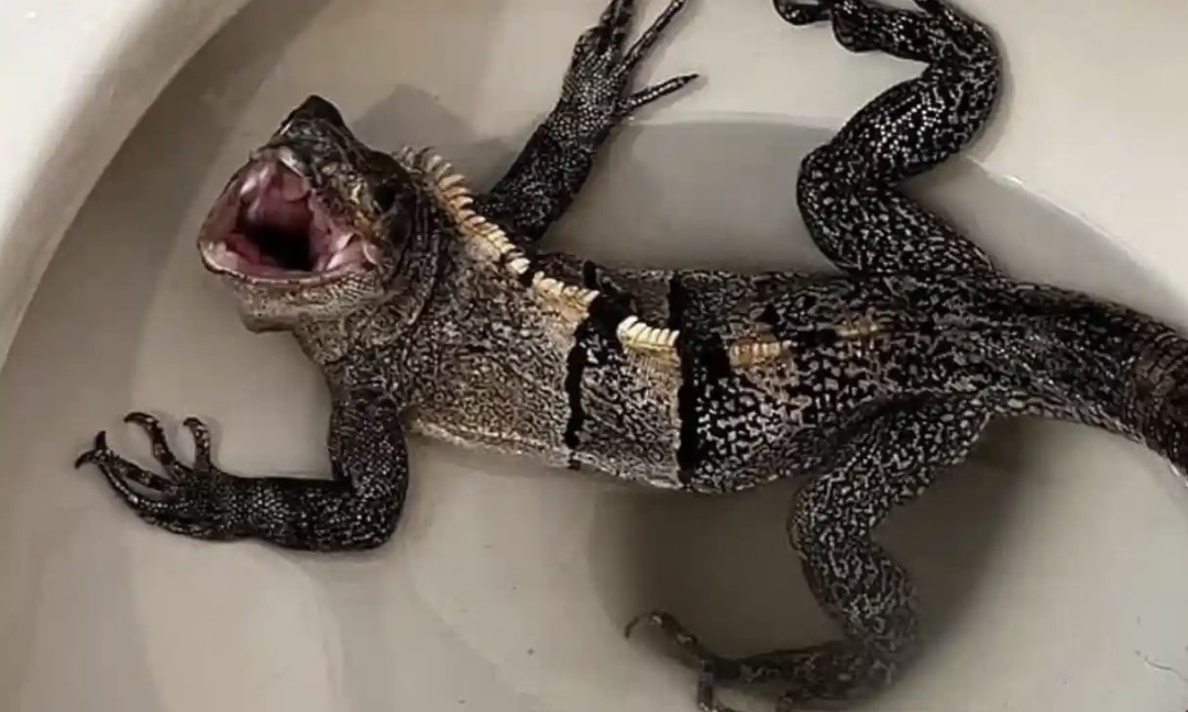 太惊悚！厕所传来怪异嘶嘶声，美国老哥掀开马桶盖，差点灵魂出窍