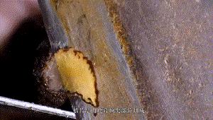 中药材炮制是千年非遗技艺,干鹿茸最原始的炮制方法