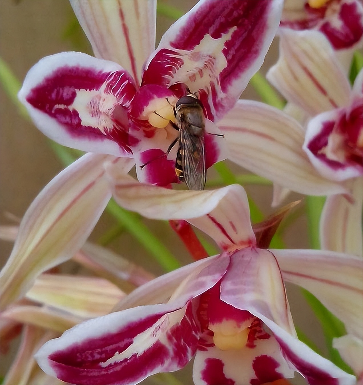 此兰为我国“独有”，花似彩蝶，寓意吉祥，让人过目难忘