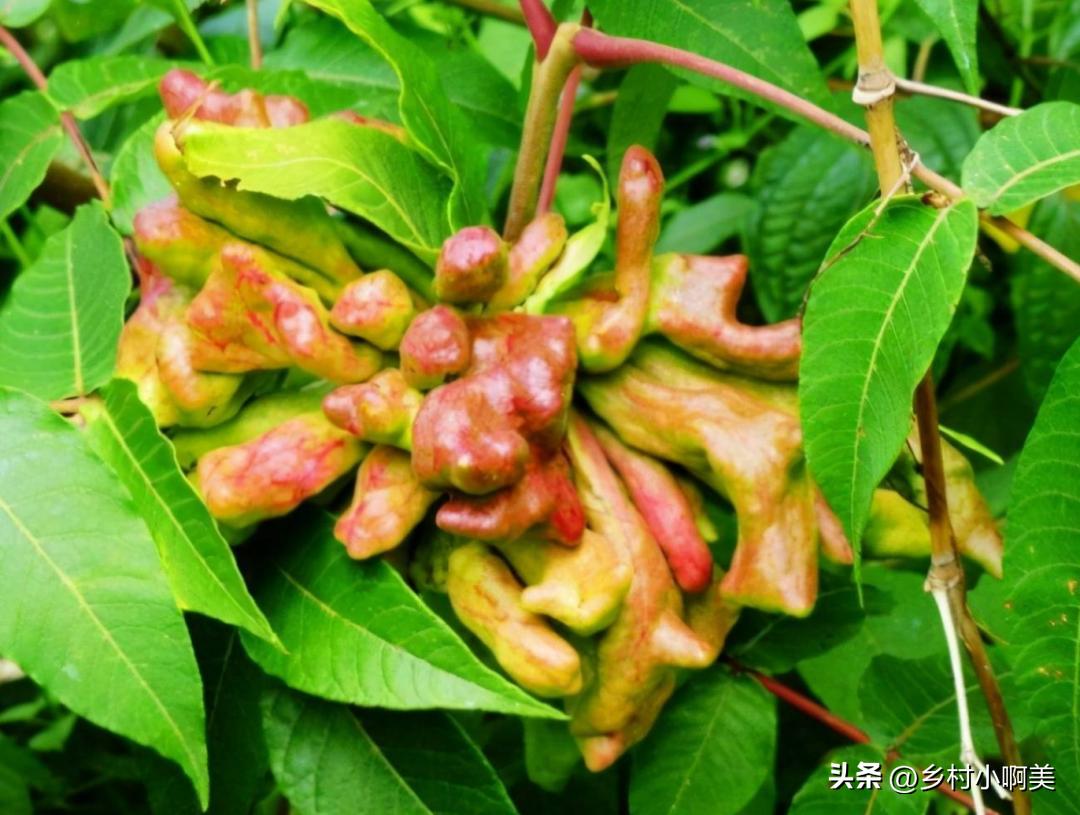 种植1年可收获的经济作物,农民种植一种植物一亩能赚多少钱