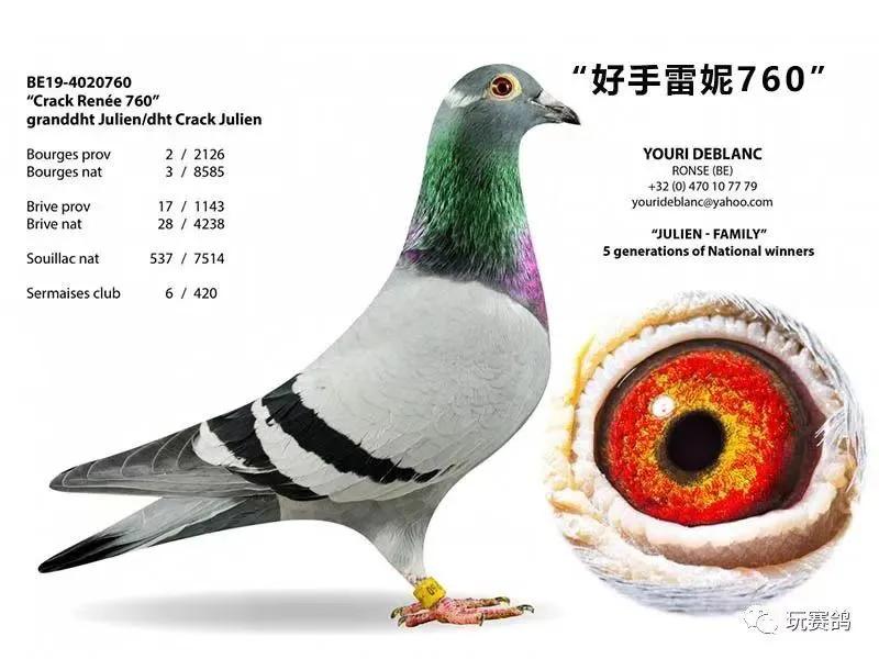 冯莱尔鸽系适合公棚吗,冯莱尔血统