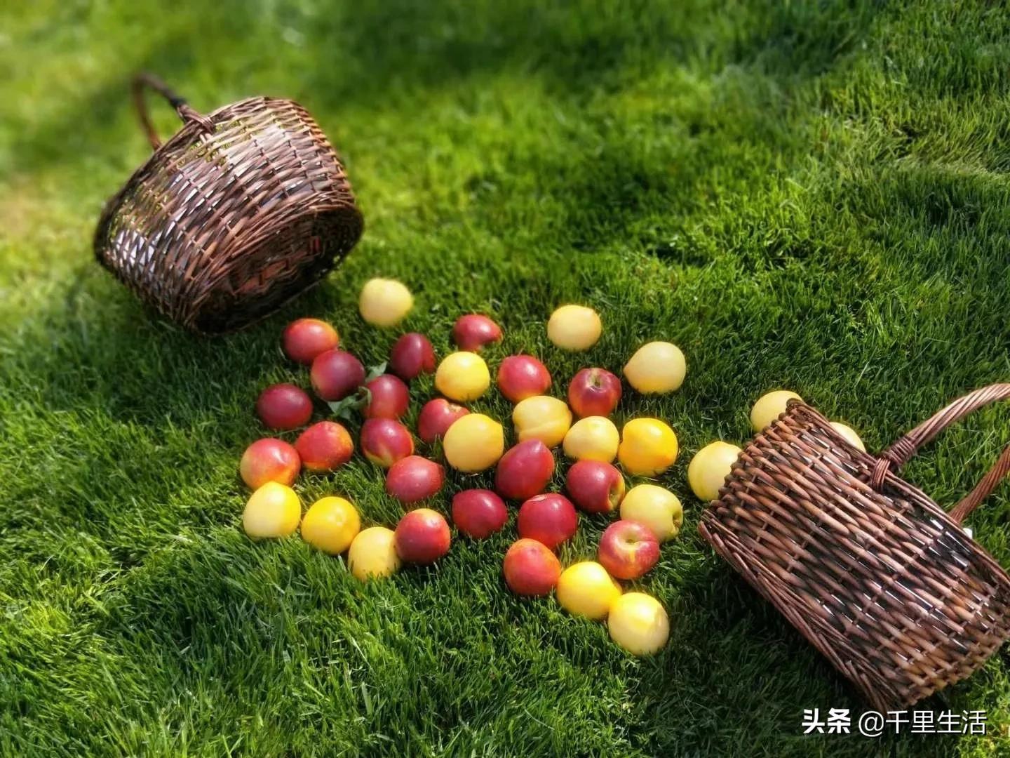 现摘正宗山东蒙阴脆甜黄油桃,山东蒙阴蜜桃之乡的桃子上市啦