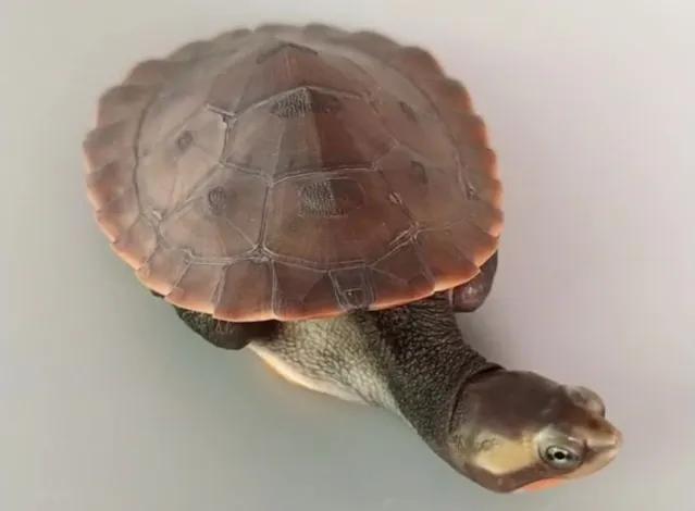 新手养龟推荐品种带价格,新手养龟最好养什么龟30块钱以内