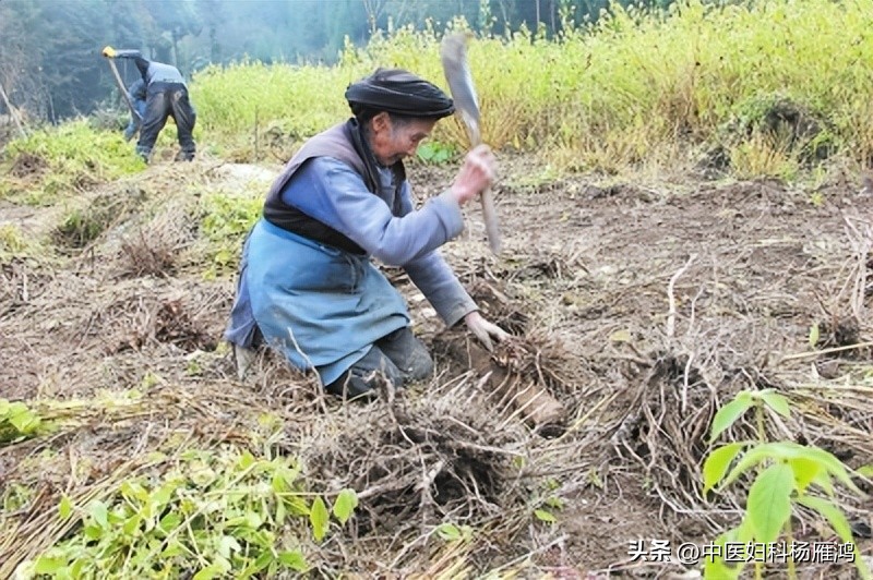 输卵管堵塞活血化瘀的药有用吗,输卵管堵塞的三大中医秘方