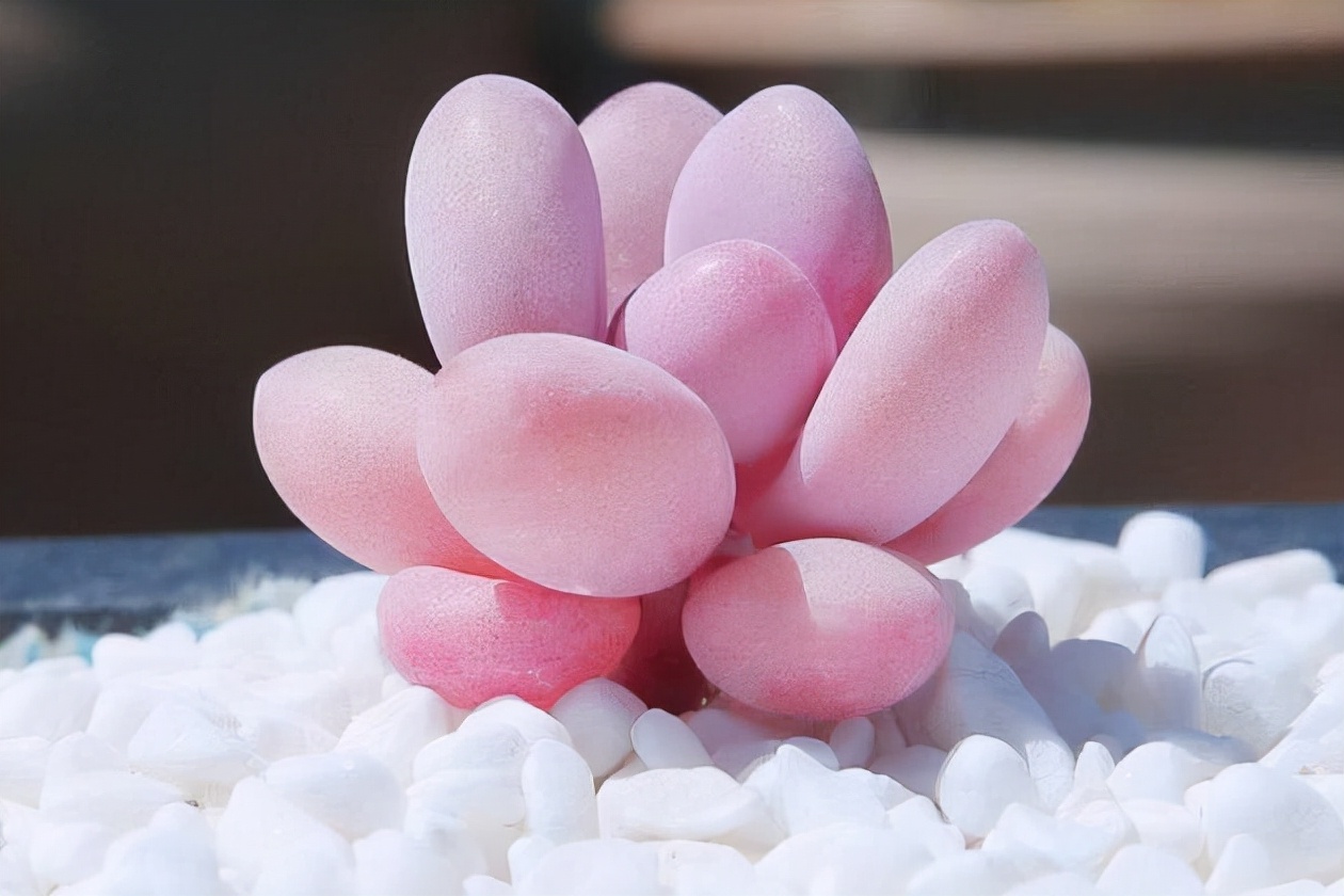 十二卷多肉的品种图鉴,100种多肉植物图片大全