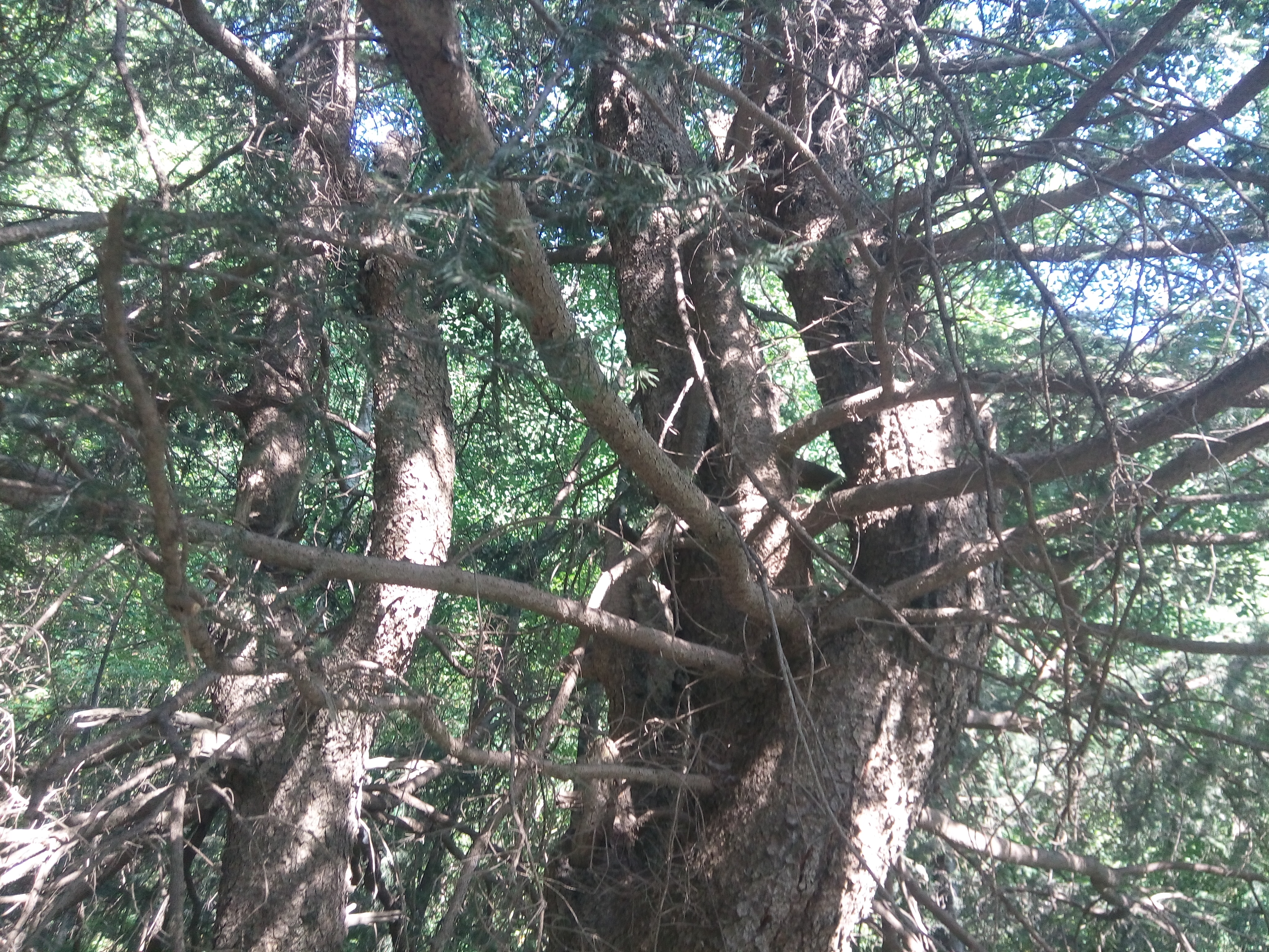 梦境日记,梦境观察笔记