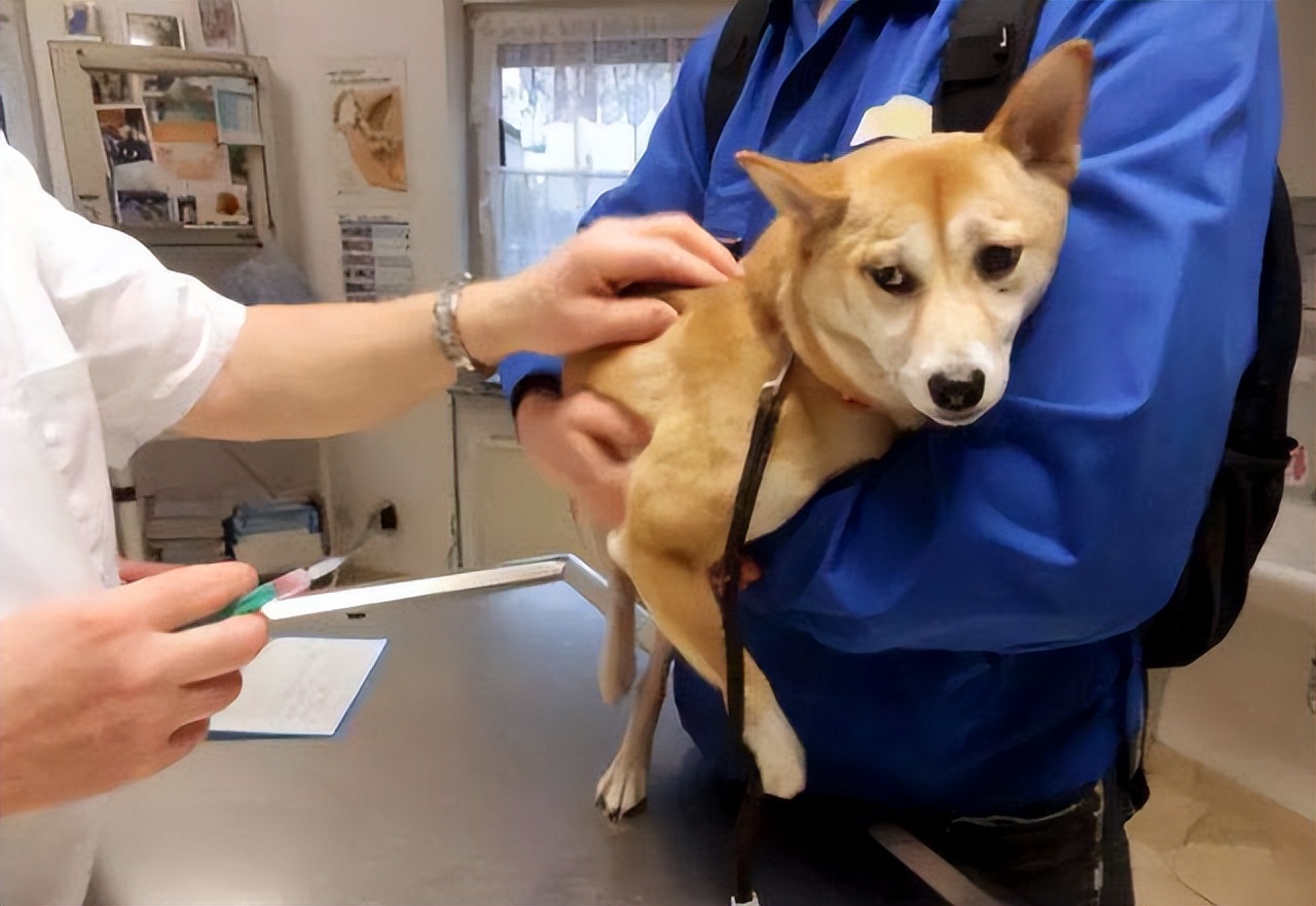 为什么断尾会延长狗狗寿命,狗狗一年的寿命是人的多少年