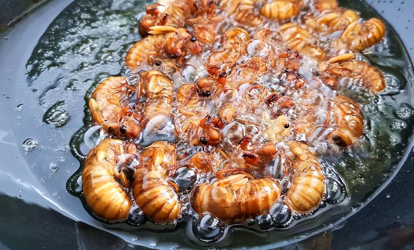 丽水知了每斤卖400元,丽水市民抓知了卖260元一斤