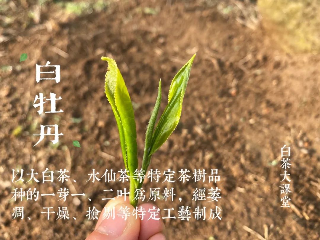 白茶是一种绿茶么,白茶是白的吗