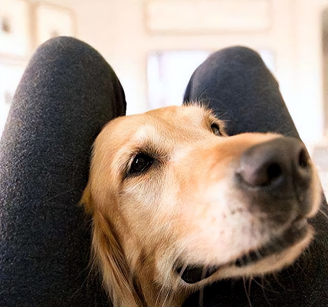 怎么样才能拥有吸狗体质,怎么变成吸狗体质