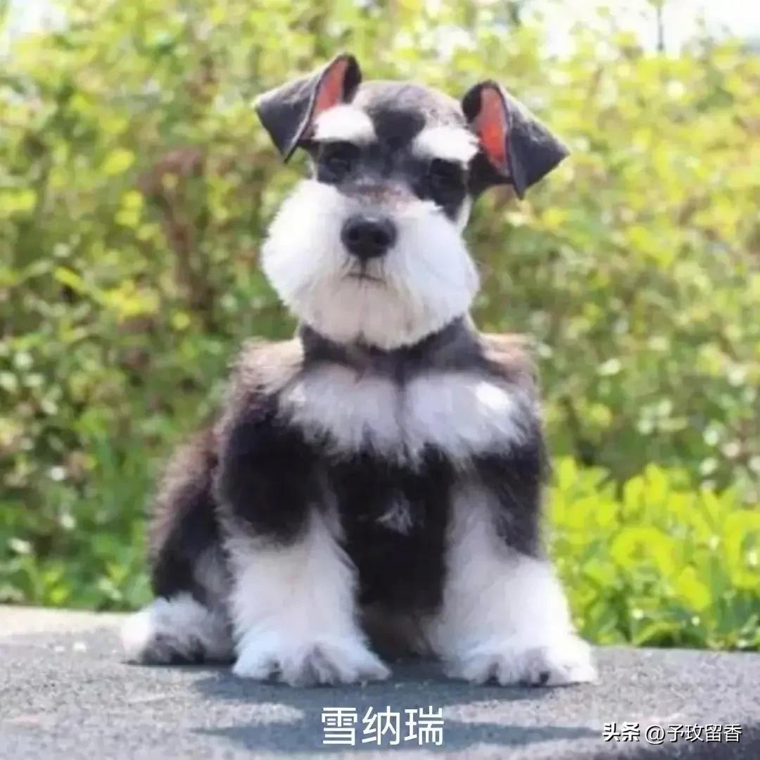 狗的种类常见宠物狗的品种及特点,宠物狗种类及特点