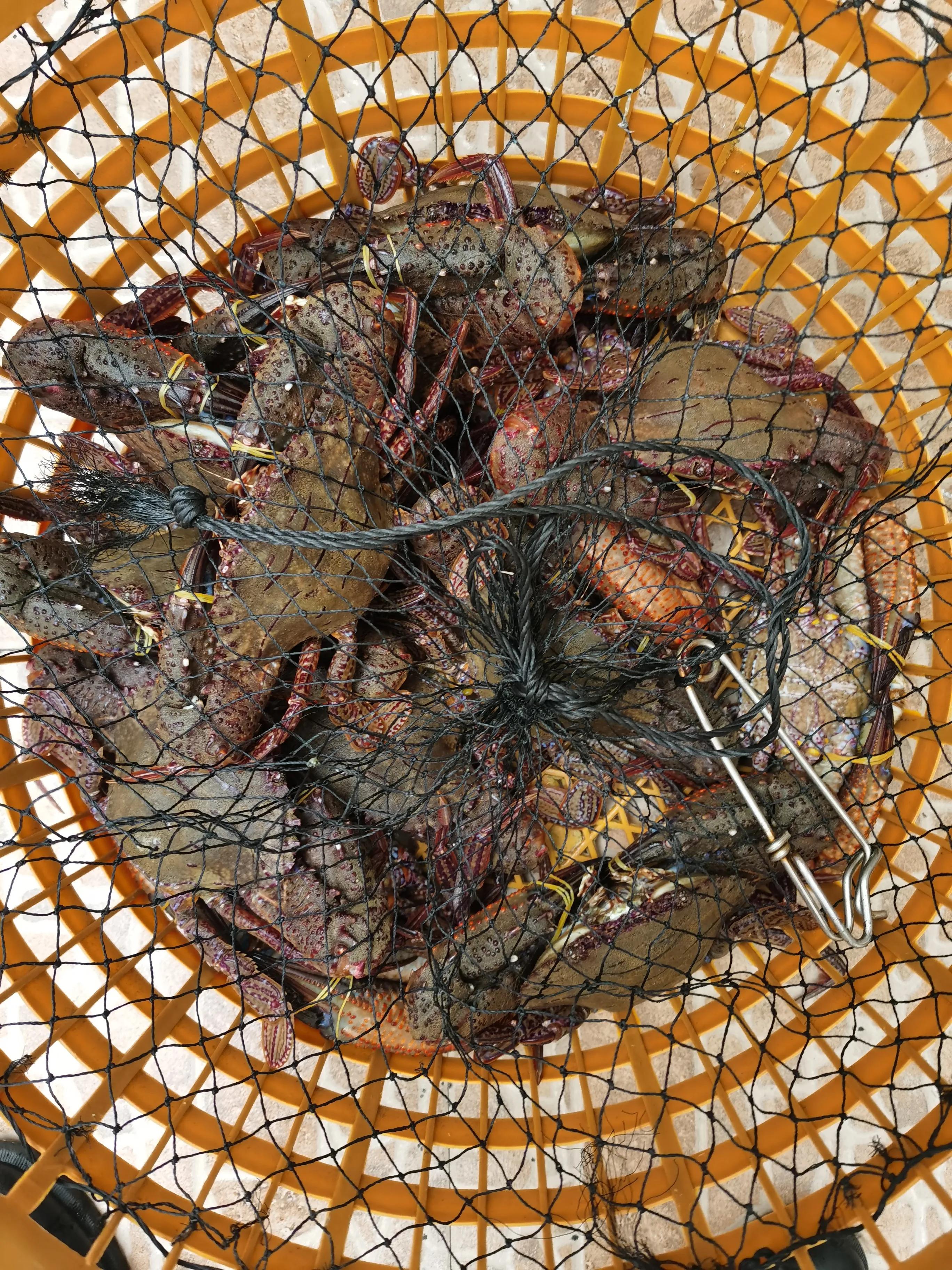 怎么绑大螃蟹最简单的方法,绑螃蟹教程青蟹