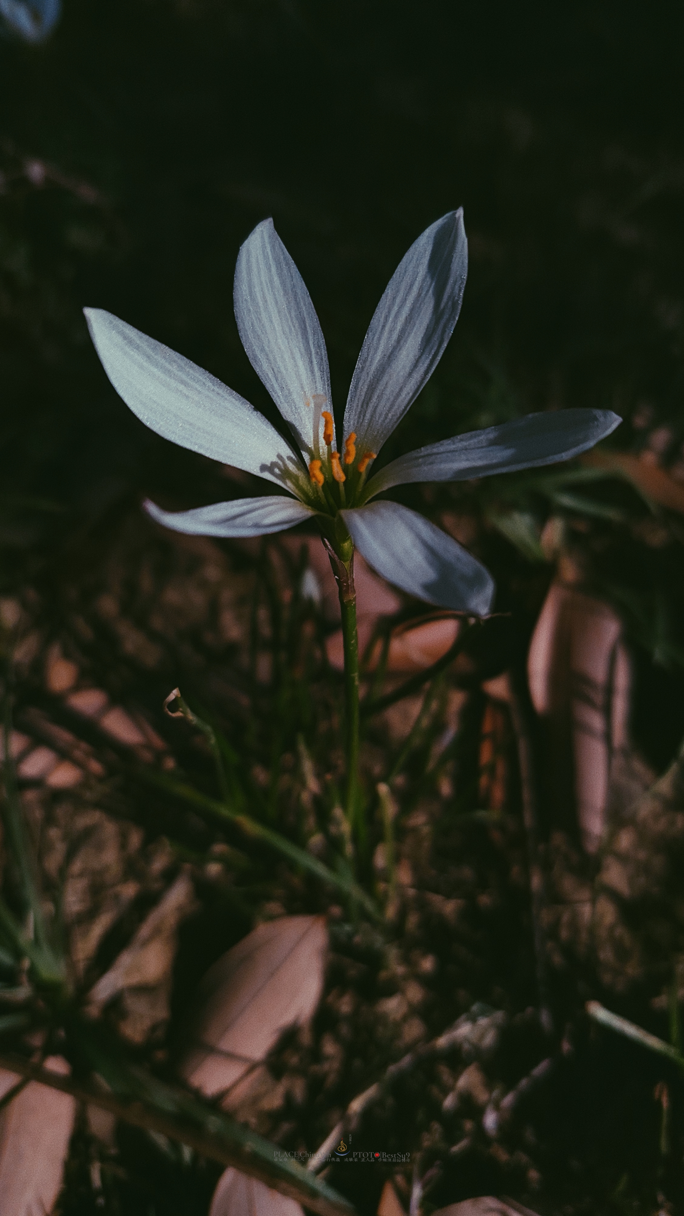 武汉内环大沙湖旅游,武汉沙湖公园最新视频