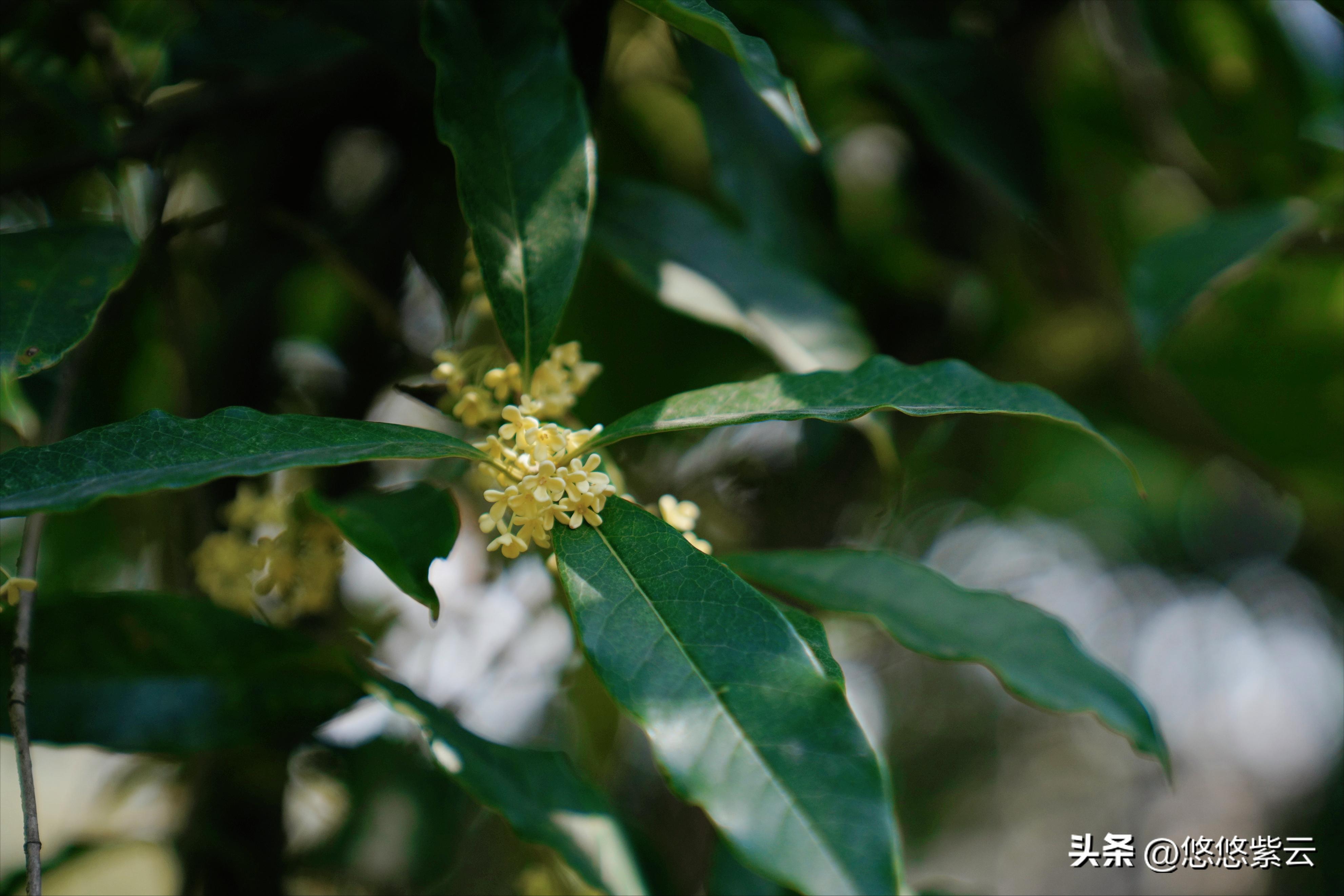襄阳桂花,襄阳八月桂花遍地开