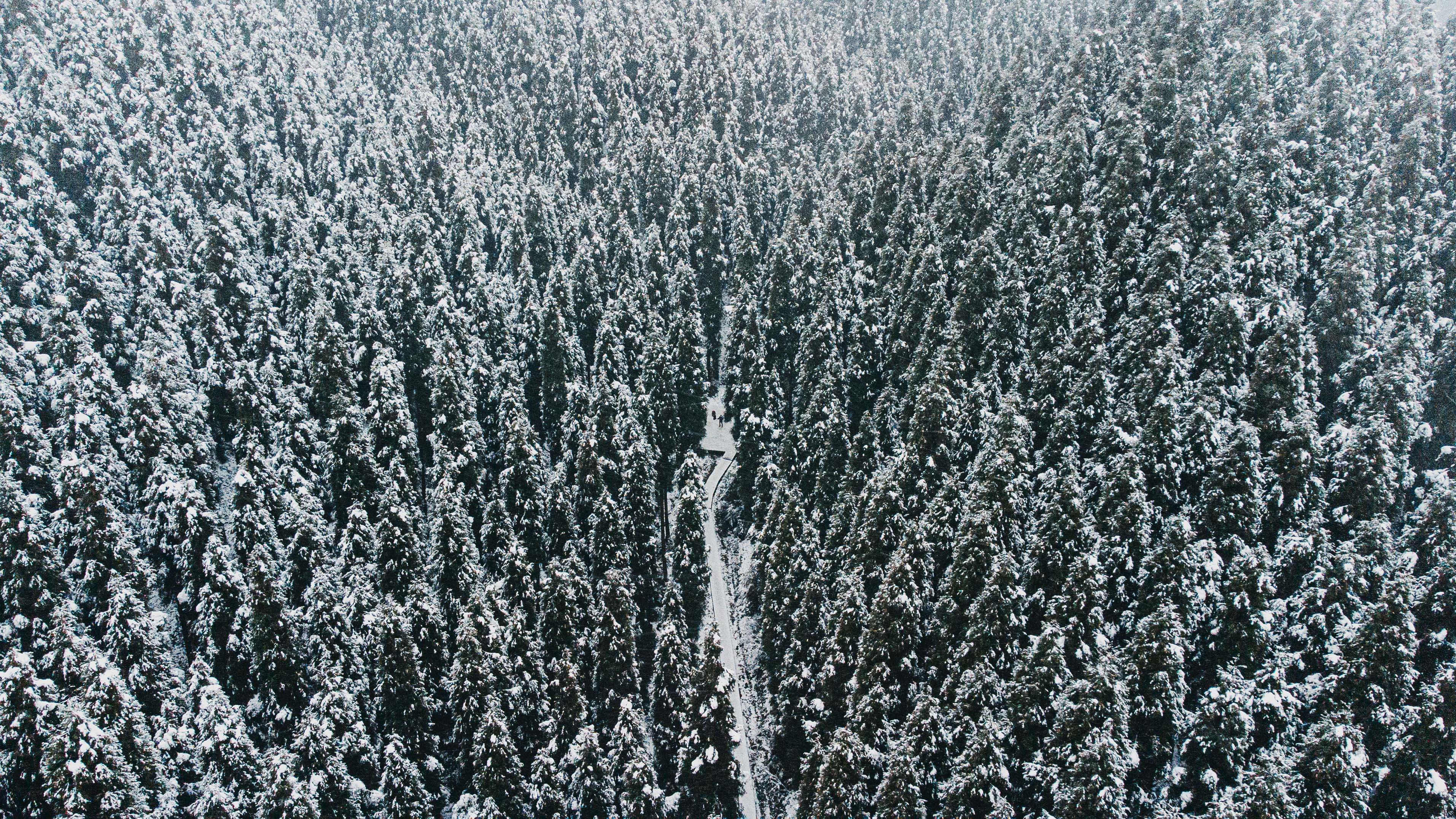 一口气看完林海雪原,成都2小时看森林
