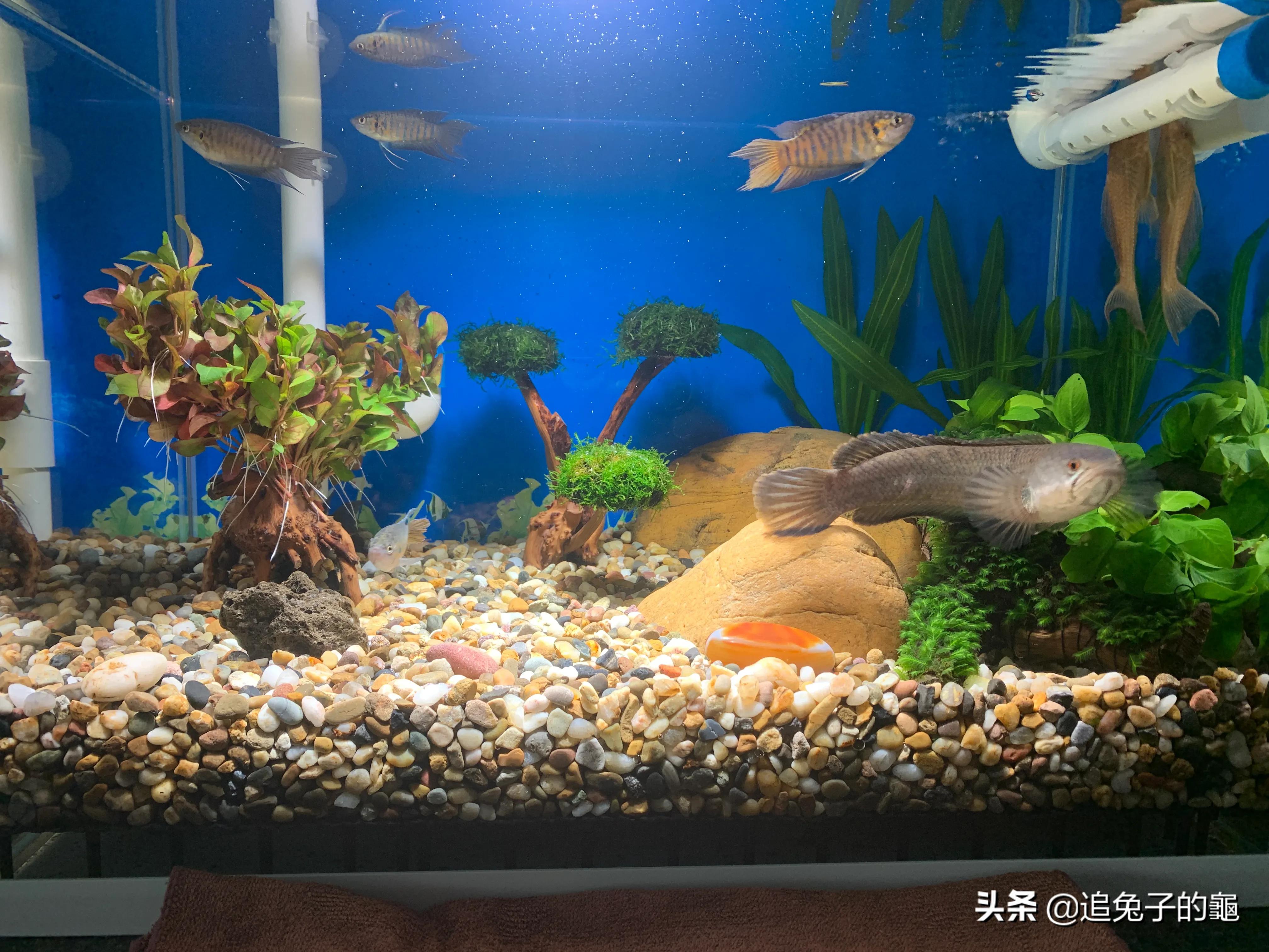 养鱼大坑,养鱼坑必须是万丈深渊