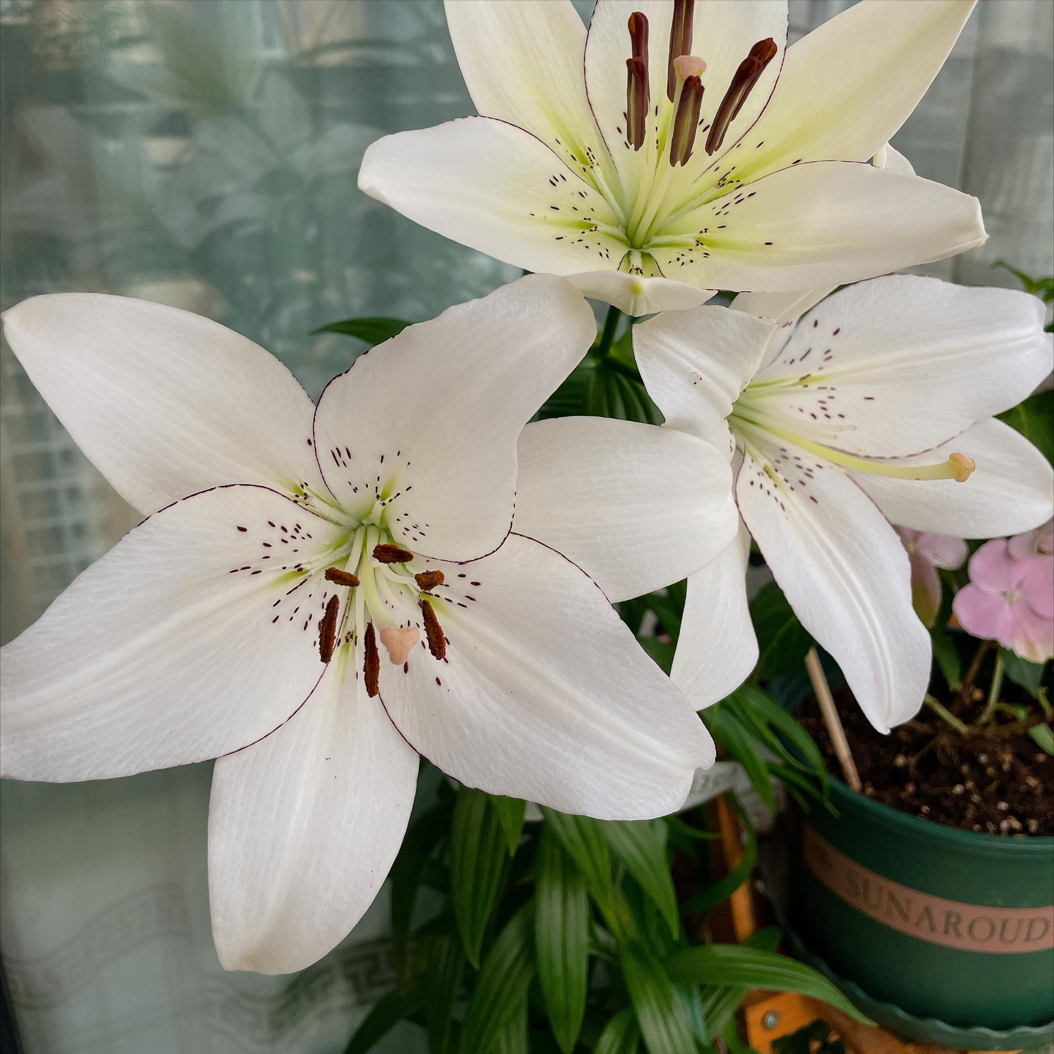 百合花开花谢了后要怎么处理,百合花谢之后还需要浇水施肥吗