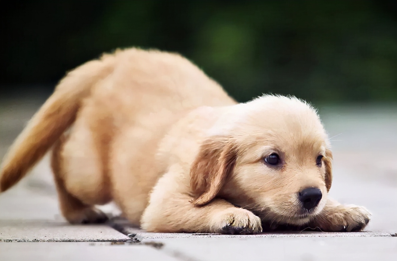 防止狗狗脱毛最好的方法,狗狗脱毛一般在什么时候