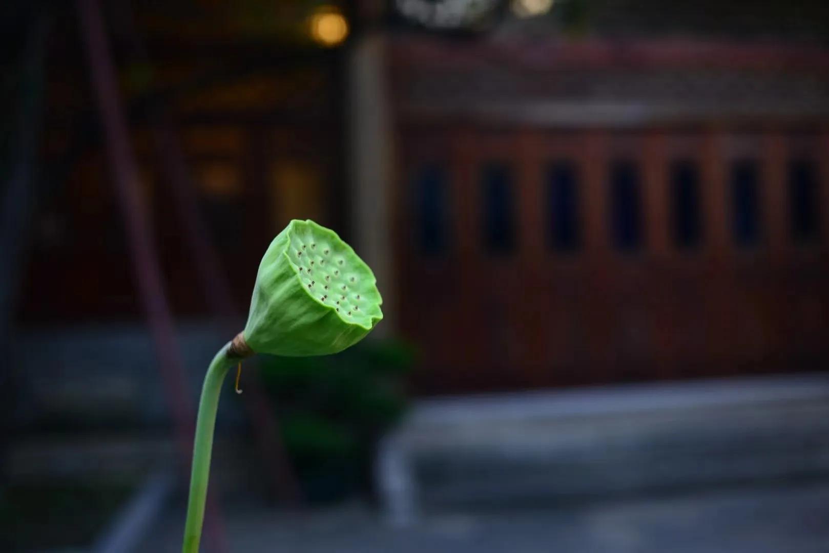 广州六榕寺最近开放吗,广州六榕寺碑文