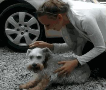 怎么养雪纳瑞的胡子不会黄,怎么能让雪纳瑞寿命变长