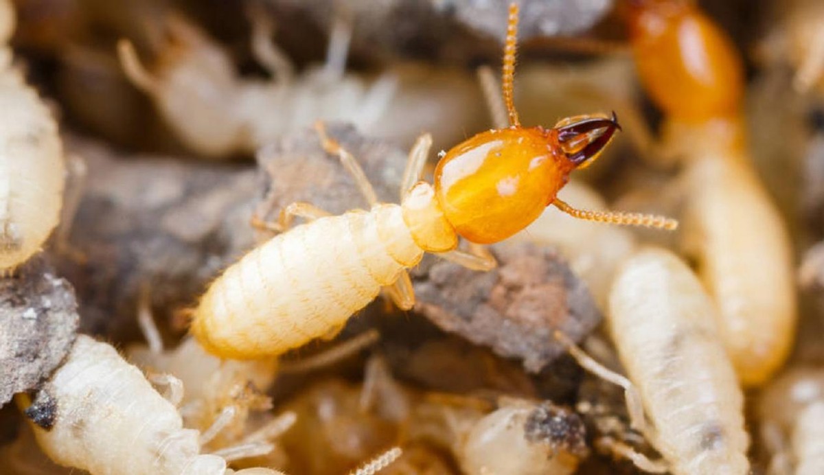 白蚁家族中的大熊猫,白蚁培育的黑色菌类