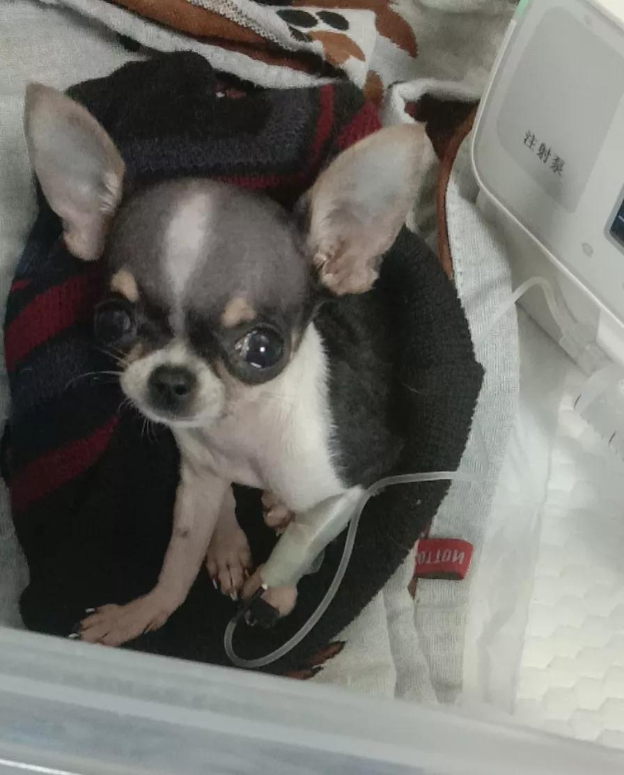 狗狗生产前呕吐,狗狗生产前几天的征兆