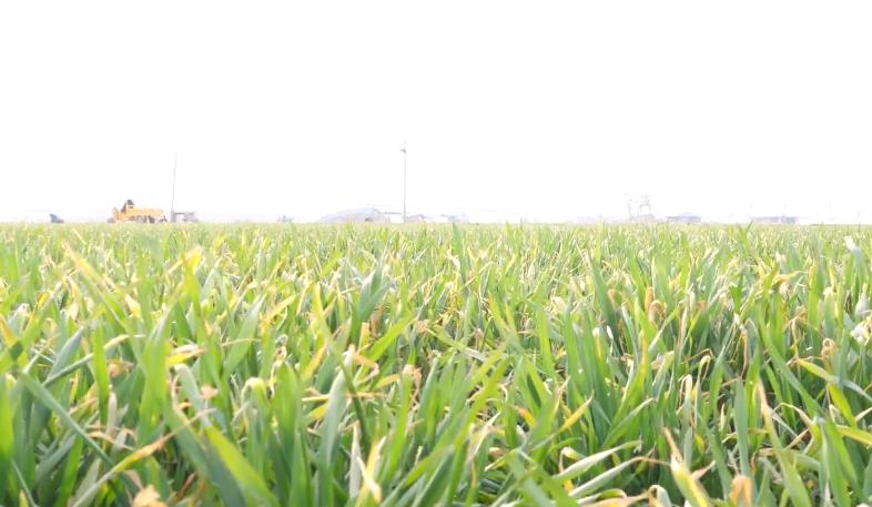 小麦拔节期受冻害怎样管理,小麦冻害原因及应对措施