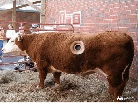 美国为什么养牛要在牛身上开洞,美国人养牛为什么要在牛身上开洞