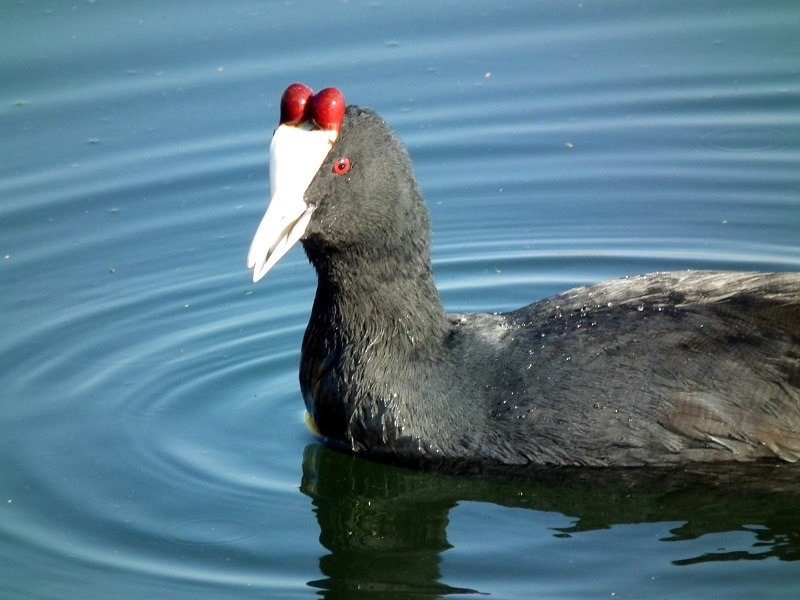 体型最大的乌龟有多大图片,背扁平的乌龟是什么龟