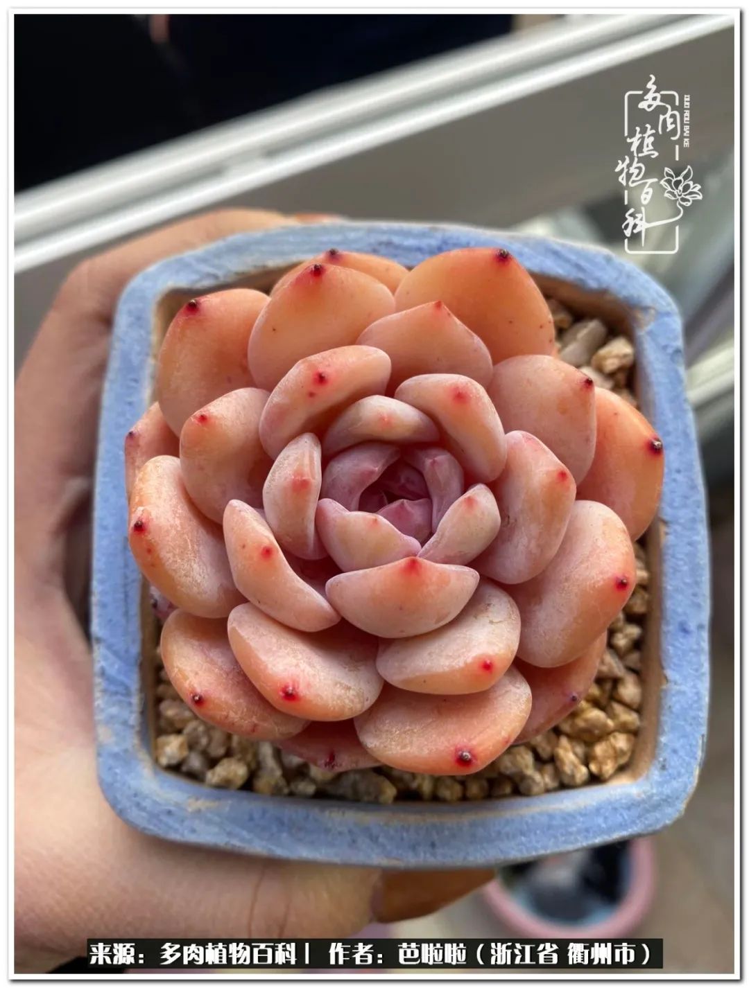 超级能治愈心情的多肉,治愈心灵的彩色植物