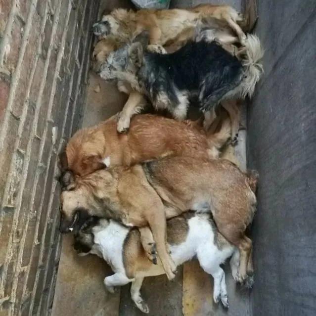 好狗绝不死在家中预示什么,哪几种狗最容易死亡