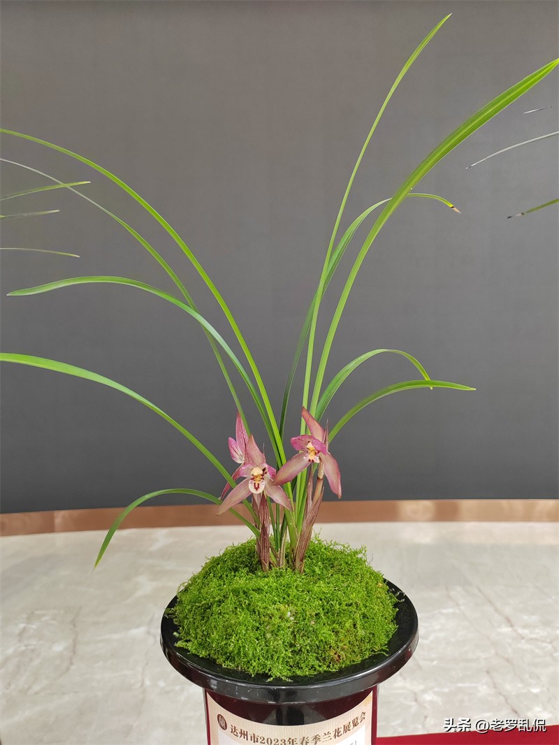 兰花齐放争奇斗艳太美了,众多兰花盛开