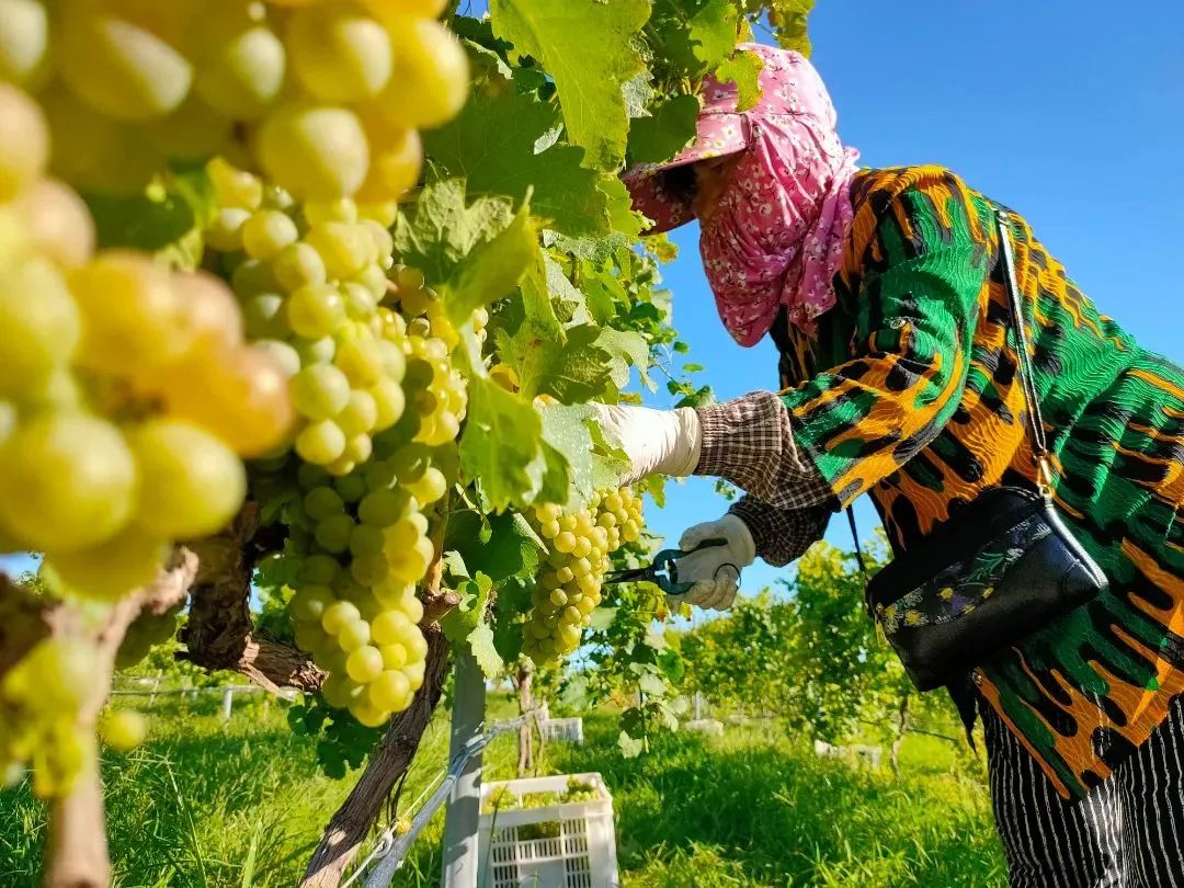 让世界微醺！沿着北纬37度黄金海岸，邂逅东方“波尔多”！