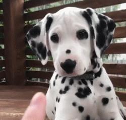 斑点狗为什么现在很少见,斑点狗这么可爱为什么很少人养