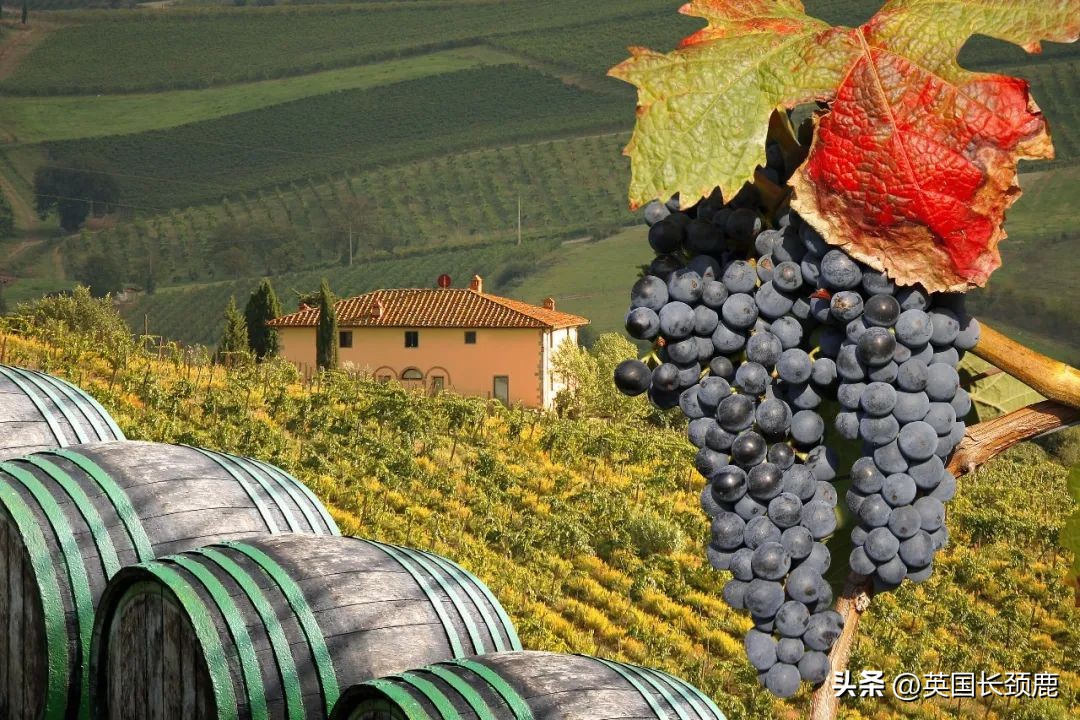 每次买葡萄酒满头问号瞎买？红白葡萄酒大科普：英国好酒推荐