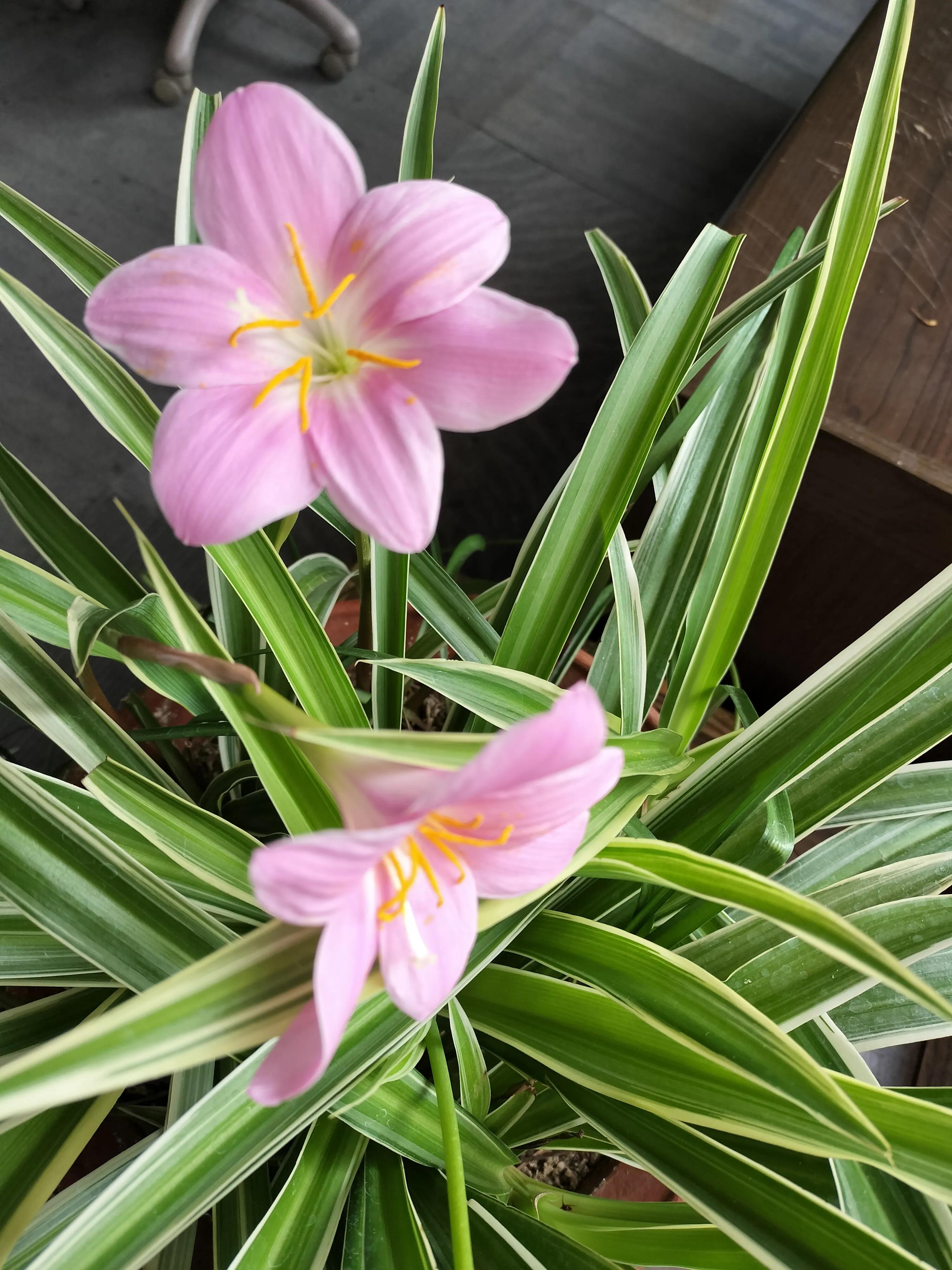 人生如逆旅我亦是行人,人生如逆旅书法