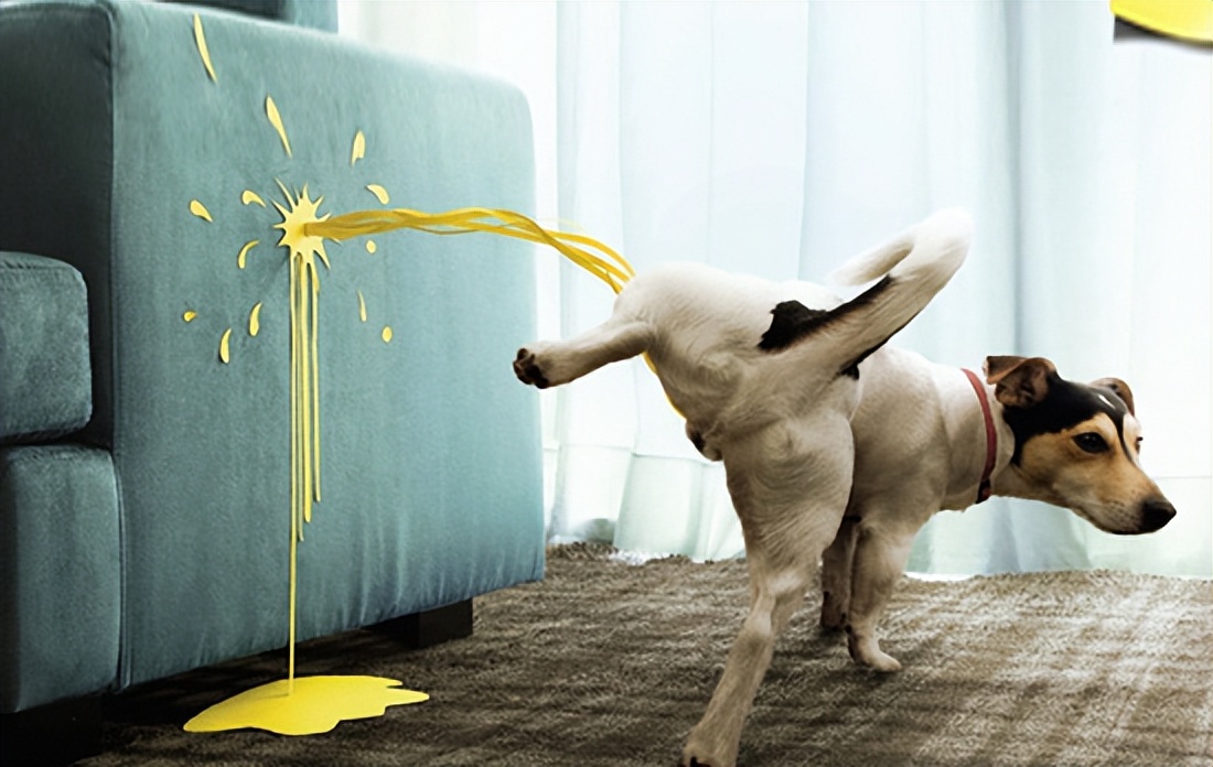 狗狗做了“绝育”后，身体会发生什么变化？