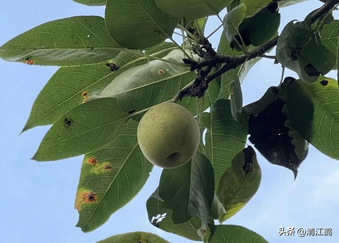 治疗黑星病的特效药物有哪些,黑星病的克星是啥药