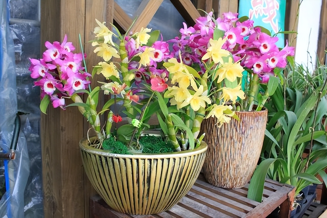 适合室内养的耐阴花和植物,就养这10种耐阴花比绿萝都好养