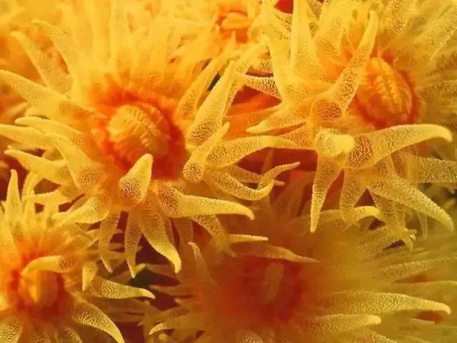 分享海的照片,奇异的海底世界200字