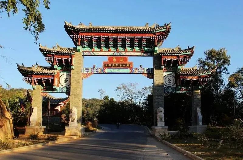 普洱茶各大山头的特性和口感图文,普洱茶老茶头的口感特点有哪些