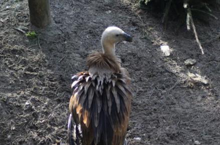 辽宁男子救助秃鹫,沈阳救助秃鹫