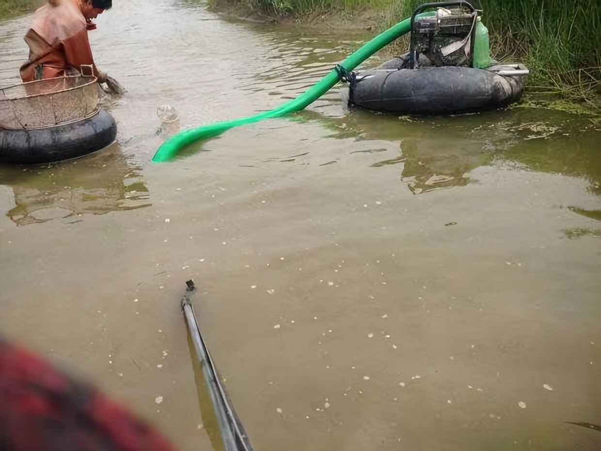 一晚赚上万元臭水沟里的红虫,臭水沟里的红虫一斤多少钱